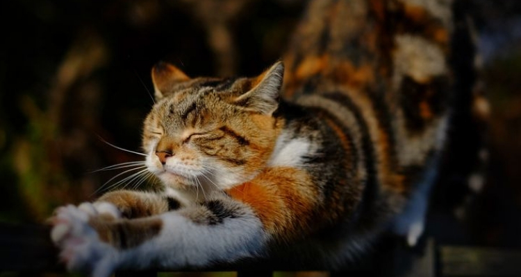 L’attribut alt de cette image est vide, son nom de fichier est vie-des-chats-1.jpg.