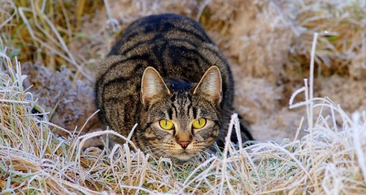 L’attribut alt de cette image est vide, son nom de fichier est vie-des-chats-10.jpg.