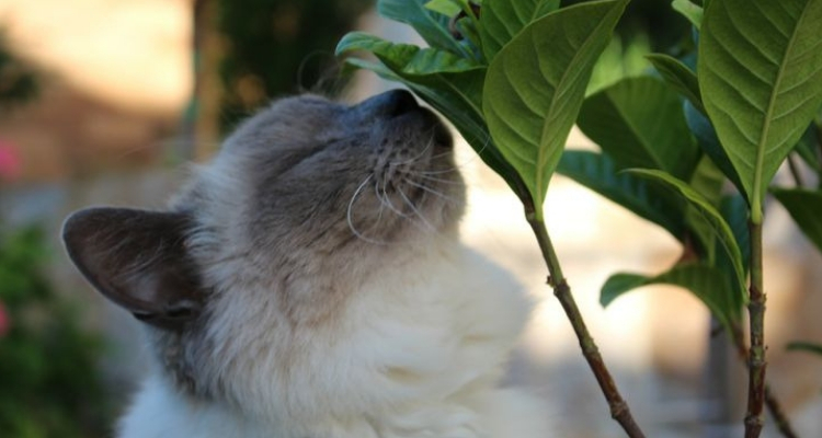 L’attribut alt de cette image est vide, son nom de fichier est vie-des-chats-14.jpg.