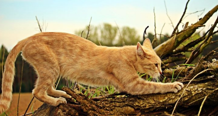 L’attribut alt de cette image est vide, son nom de fichier est vie-des-chats-3.jpg.