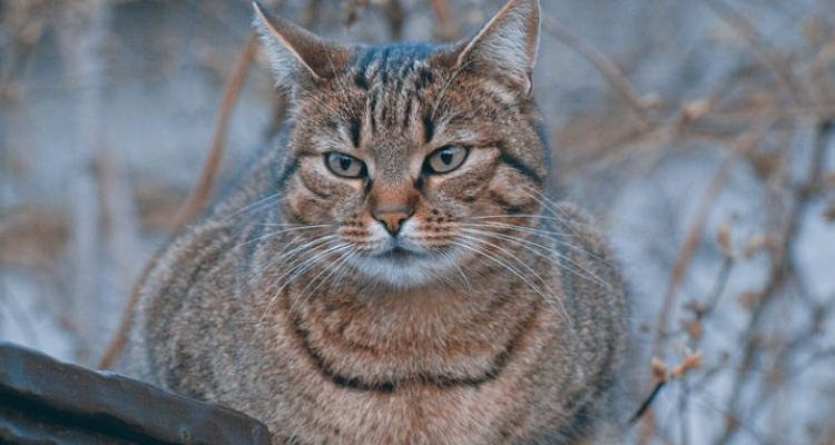 L’attribut alt de cette image est vide, son nom de fichier est vie-des-chats-33.jpg.