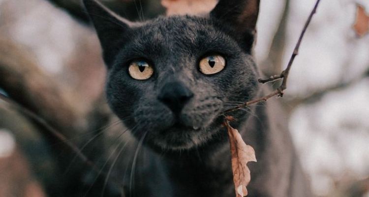 L’attribut alt de cette image est vide, son nom de fichier est vie-des-chats-34.jpg.