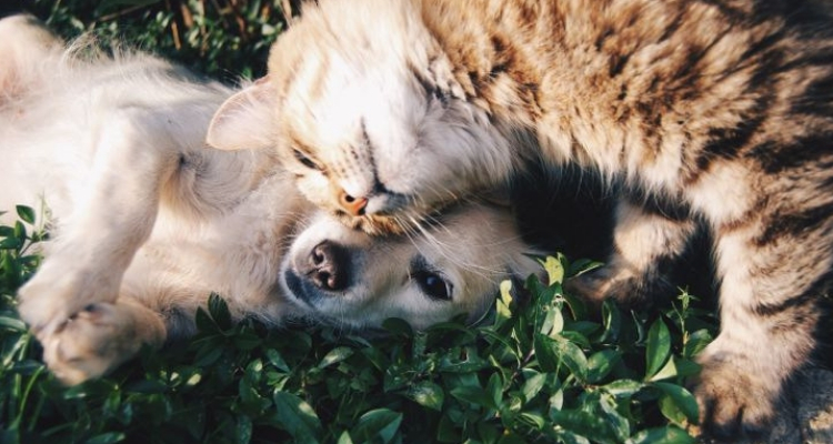 L’attribut alt de cette image est vide, son nom de fichier est vie-des-chats-39.jpg.