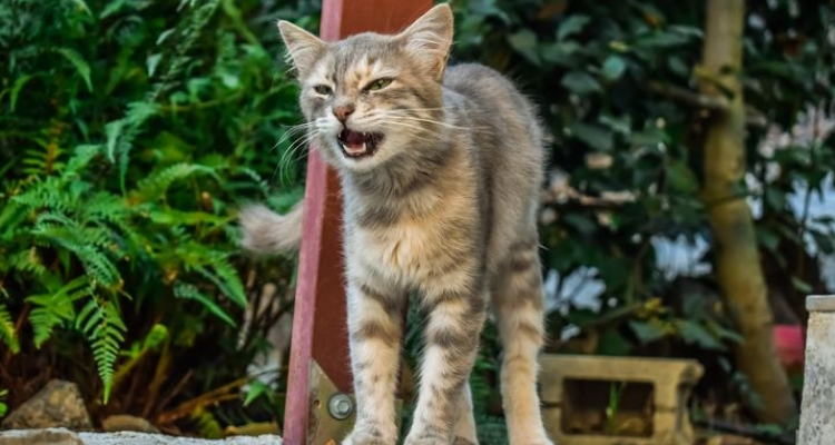 L’attribut alt de cette image est vide, son nom de fichier est vie-des-chats-7.jpg.